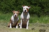 AMSTAFF  ADULT & PUPPIES 060
